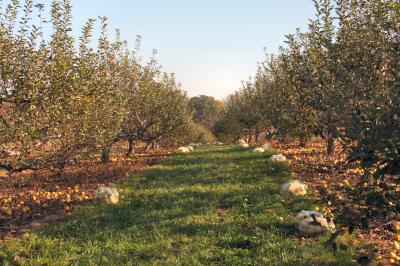 Abundance Orchard      